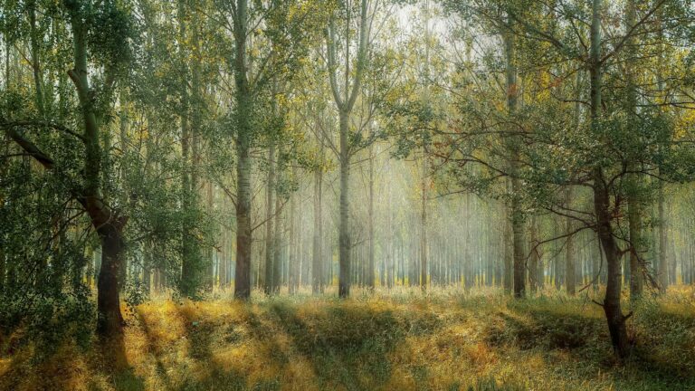 Wie retten wir den Wald?