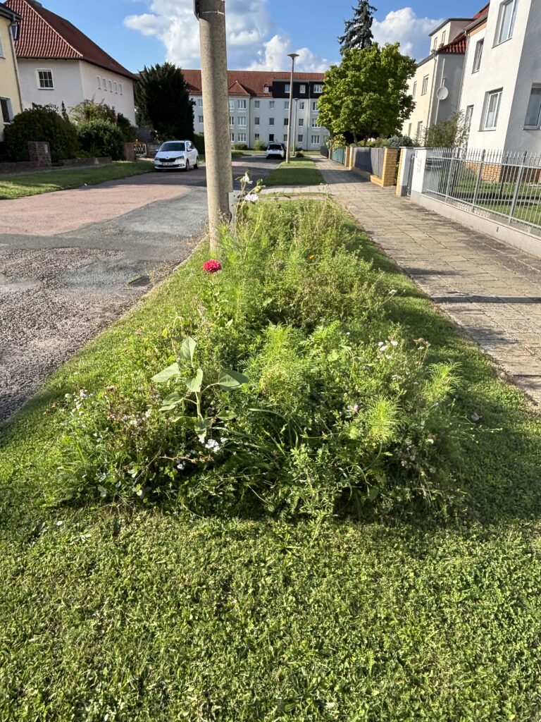 Straßenbegleitgrün: englischer Rasen oder summende Vielfalt?