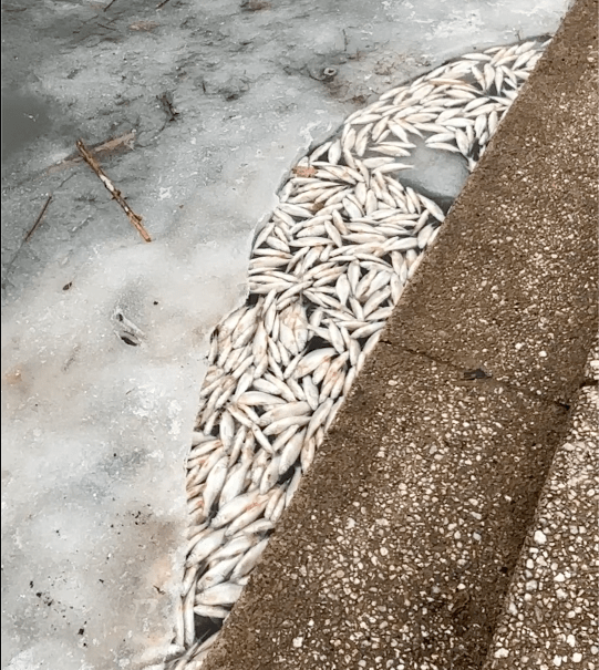 Ökosysteme am Limit?  Was wird aus unseren Standgewässern?